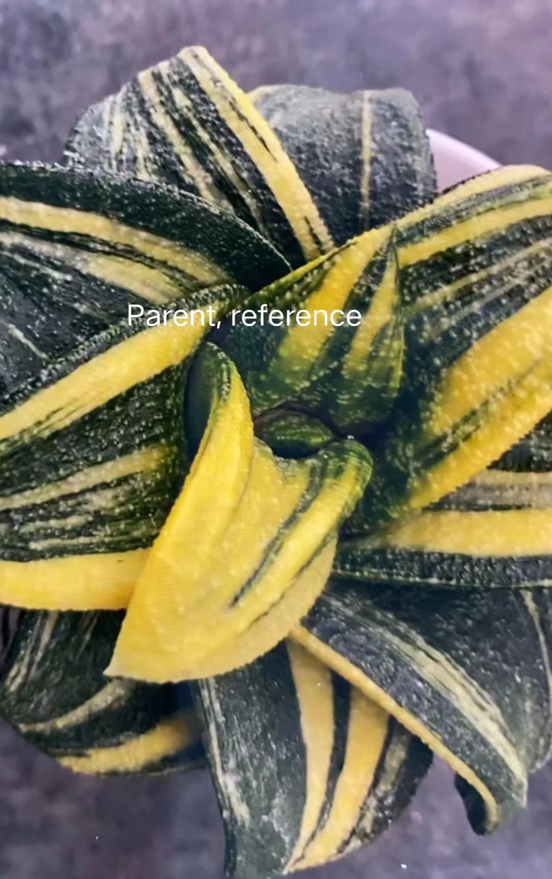 onestock Gasteriea armstrongii f.variegata  5－6cm / Haworthia/ Succulent plants / Garden landscape / Carefully select healthy plants