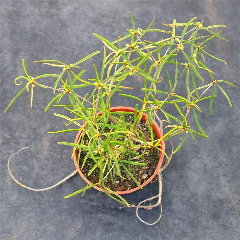 plant Aeonium Echeveria Haworthia  Caudex  Lithops Cactus  Agave 