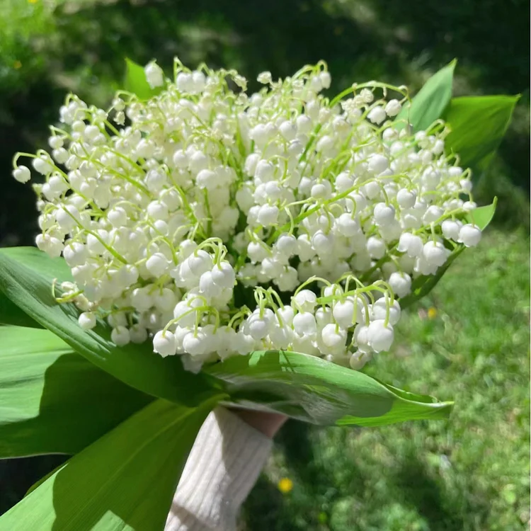 White lily of the valley-Waiting for happiness