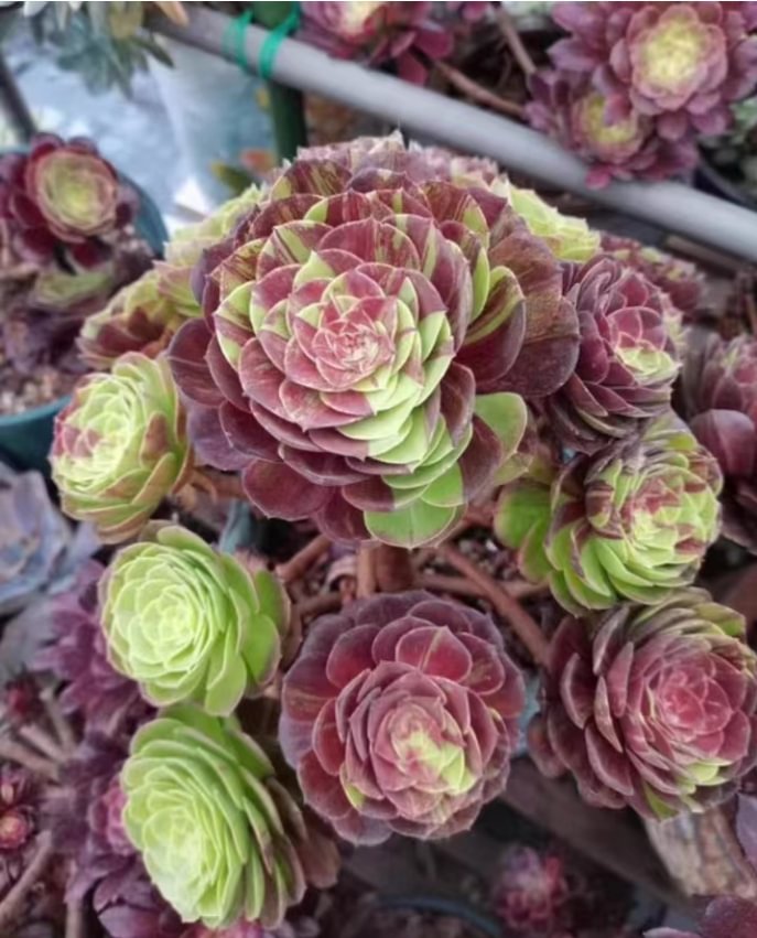 107­.1. ­­ Aeonium Halloween flower moon night,Halloween big bang cluster  / Aeonium / Succulent plants / Garden landscape / Carefully select healthy plants
