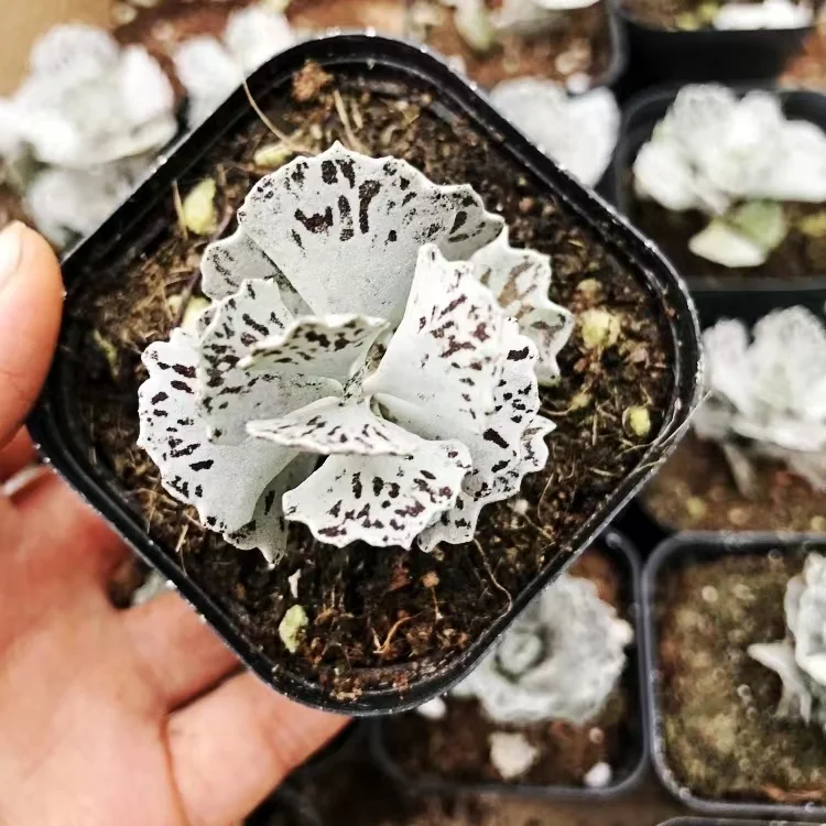   148.  White sparrow fan  single head 5cm / Echeveria / Succulent plants / Garden landscape / Carefully select healthy plants
