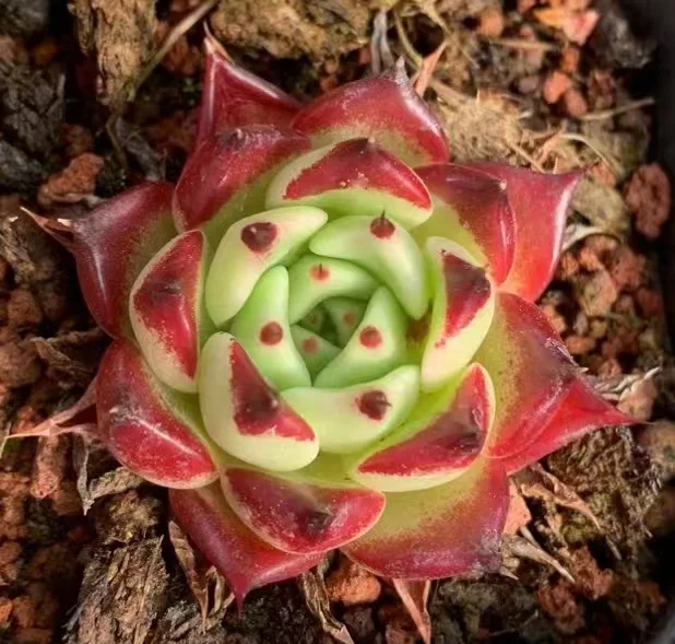 plant Aeonium Echeveria Haworthia  Caudex  Lithops Cactus  Agave 