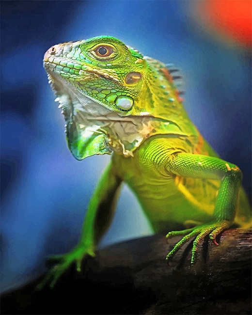 

Beautiful Green Iguana – Paint By Numbers - 40*50CM, 501 Original