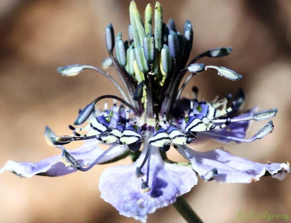 Love in the Mist: Exploring the Enigmatic Beauty of Nigella Arvensis