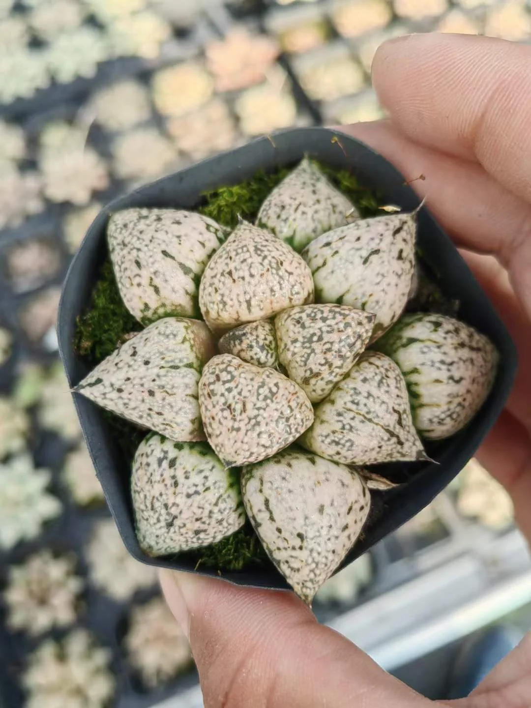 plant Aeonium Echeveria Haworthia  Caudex  Lithops Cactus  Agave 