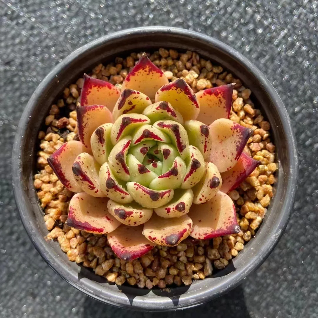 534. Echeveria  Halloween.  single head  5 cm /Echeveria/ Succulent plants / Garden landscape / Carefully select healthy plants