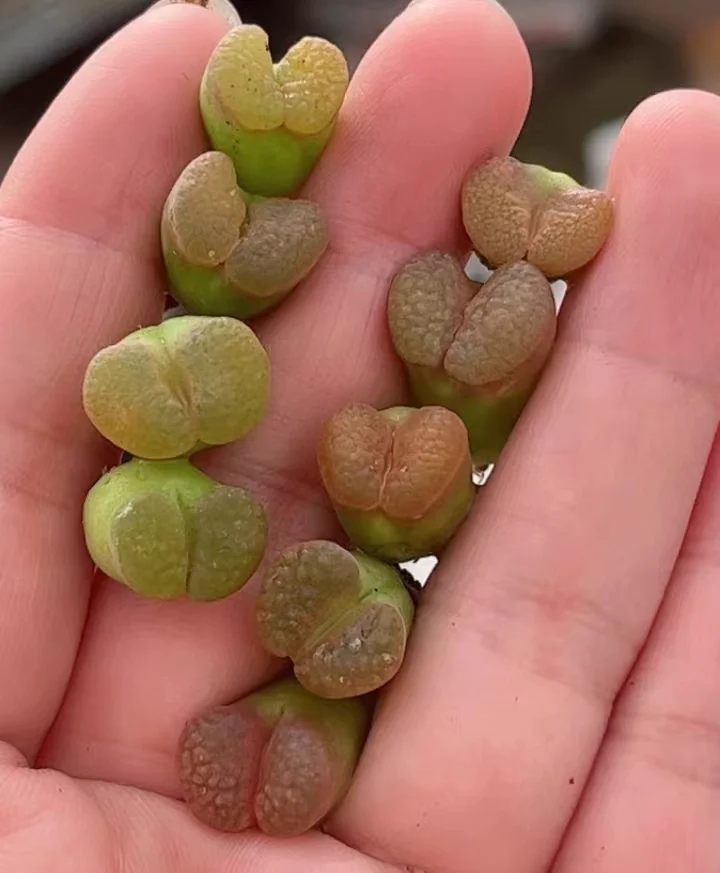 plant Aeonium Echeveria Haworthia  Caudex  Lithops Cactus  Agave 