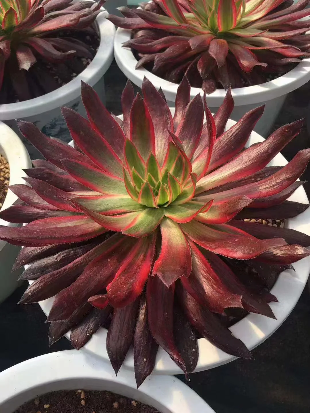 plant Aeonium Echeveria Haworthia  Caudex  Lithops Cactus  Agave 