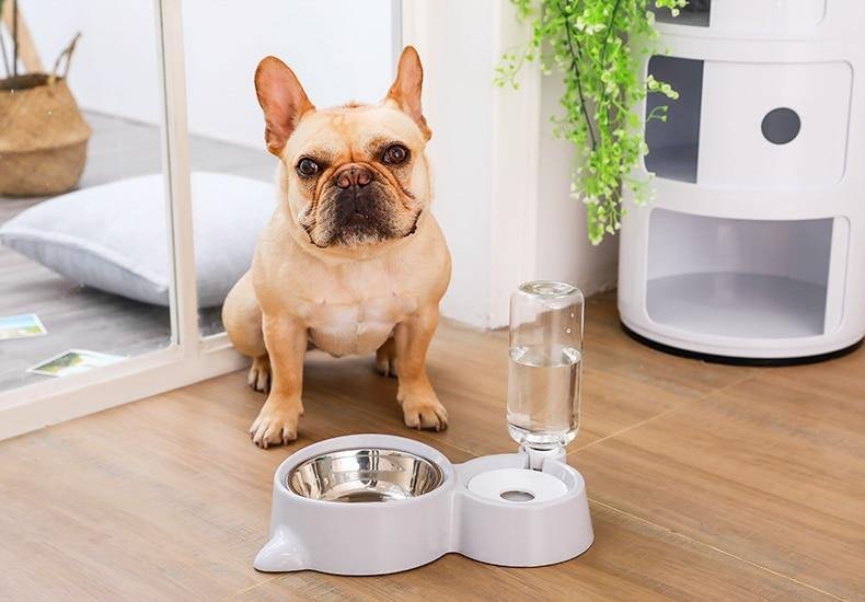 Pet Bowl and Feeder