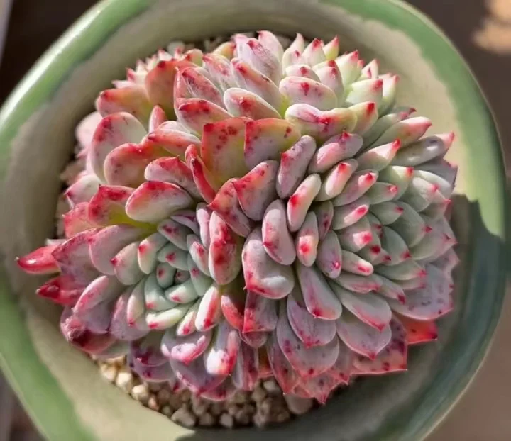 711.   Shine bright 5-6cm cluster/ Echeveria / Succulent plants / Garden landscape / Carefully select healthy plants