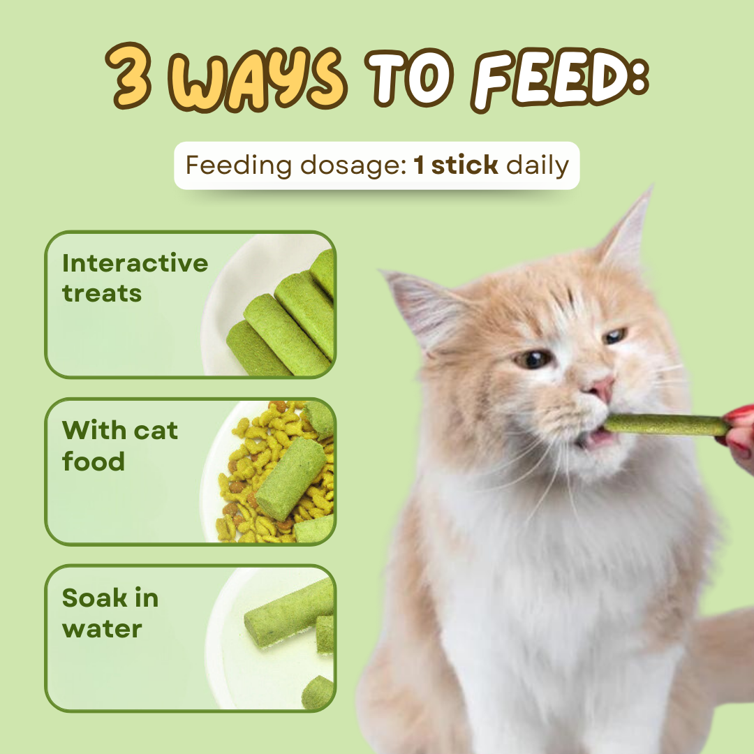 Happy Cat with Treat