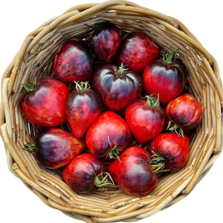 Sgt. Pepper's Tomatoes Seeds - Heirloom