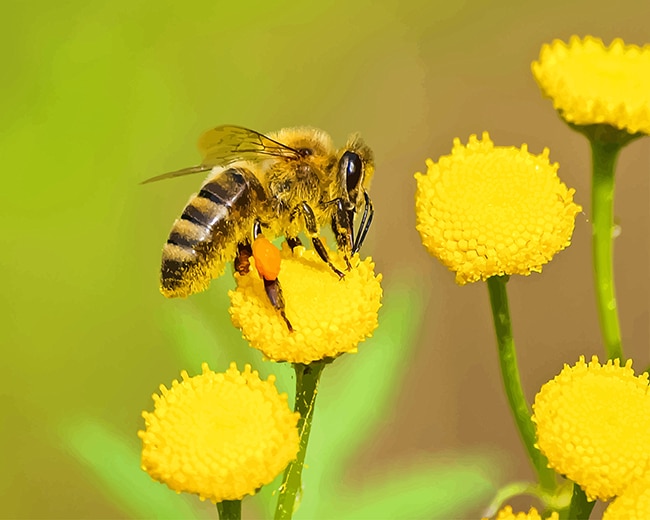 

Bee On Yellow Flower – Paint By Numbers - 40*50CM, 501 Original