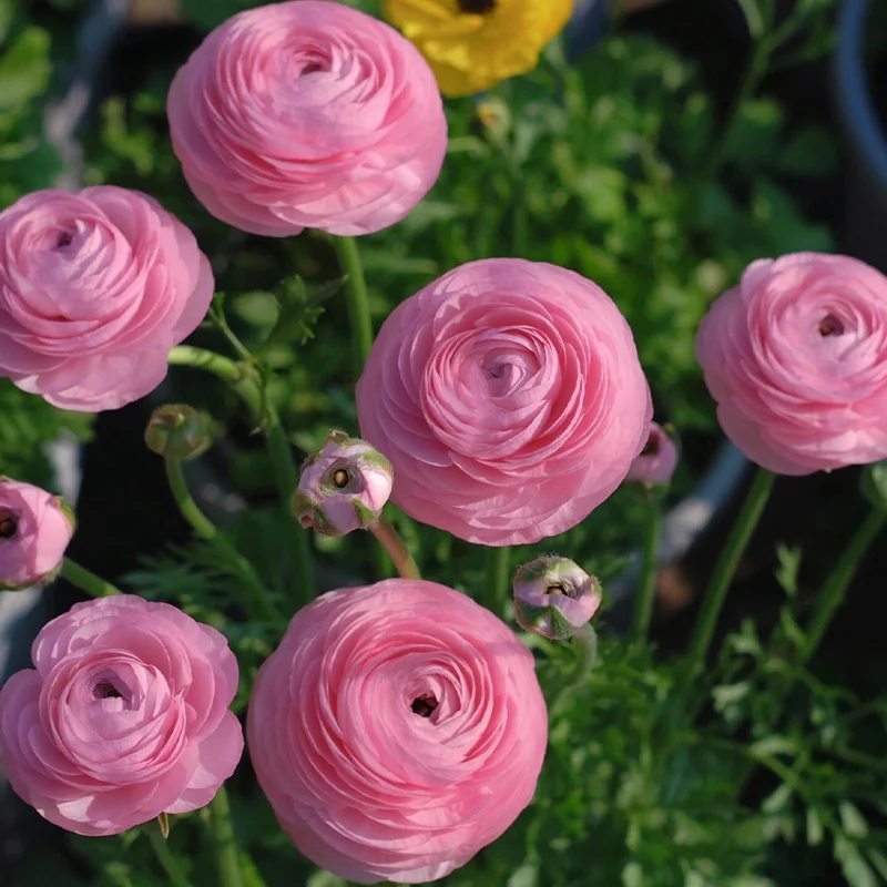 🌺 Ranunculus - Sacred Love