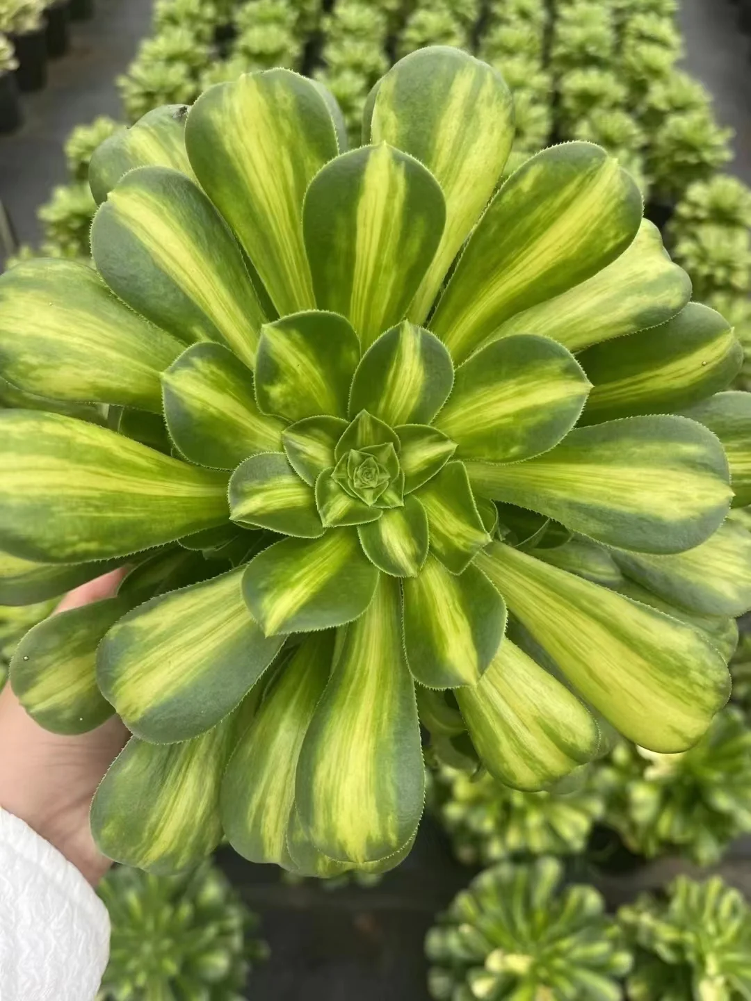 75. Maybach variation  /Aeonium single head and cutting/Aeonium plants/Succulent plants/Different seasons, different colors/ Aeonium cluster/ Succulent plants / Garden landscape / Carefully select healthy plants
