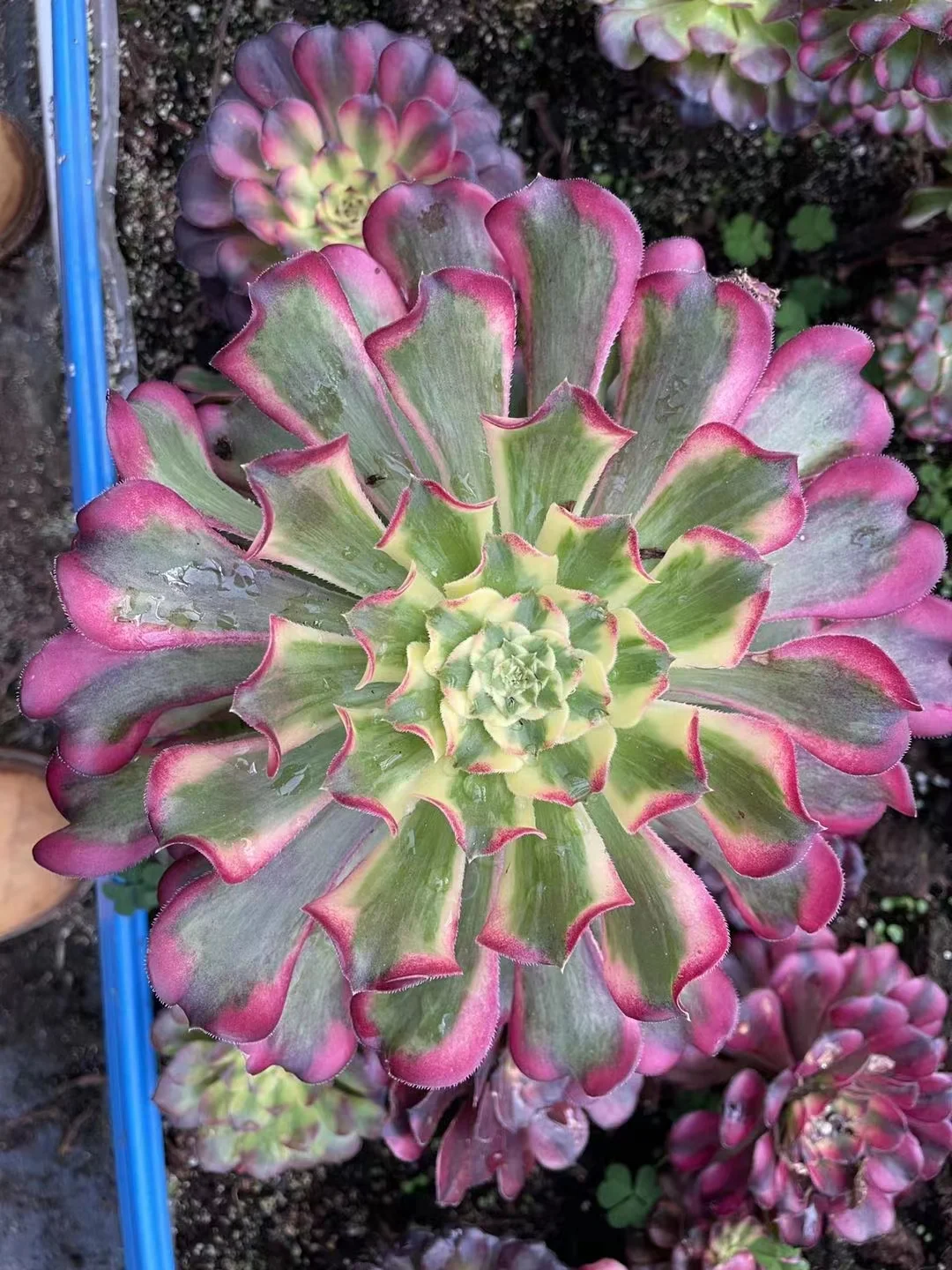 plant Aeonium Echeveria Haworthia  Caudex  Lithops Cactus  Agave 