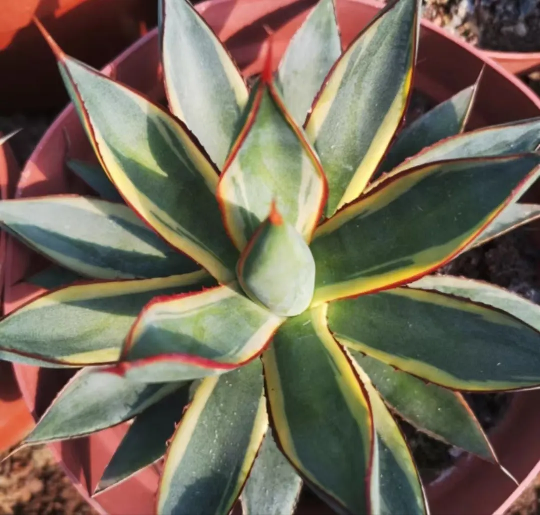 plant Aeonium Echeveria Haworthia  Caudex  Lithops Cactus  Agave 