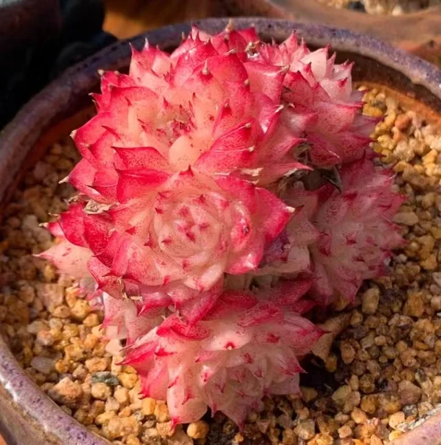 370.Red swan cluster 3-4cm/ Echeveria / Succulent plants / Garden landscape / Carefully select healthy plants