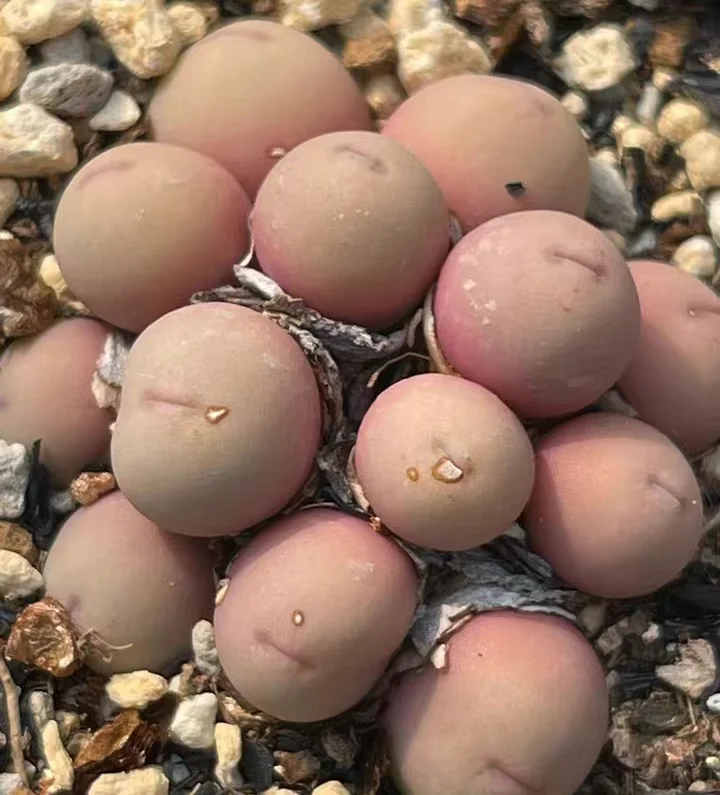 plant Aeonium Echeveria Haworthia  Caudex  Lithops Cactus  Agave 