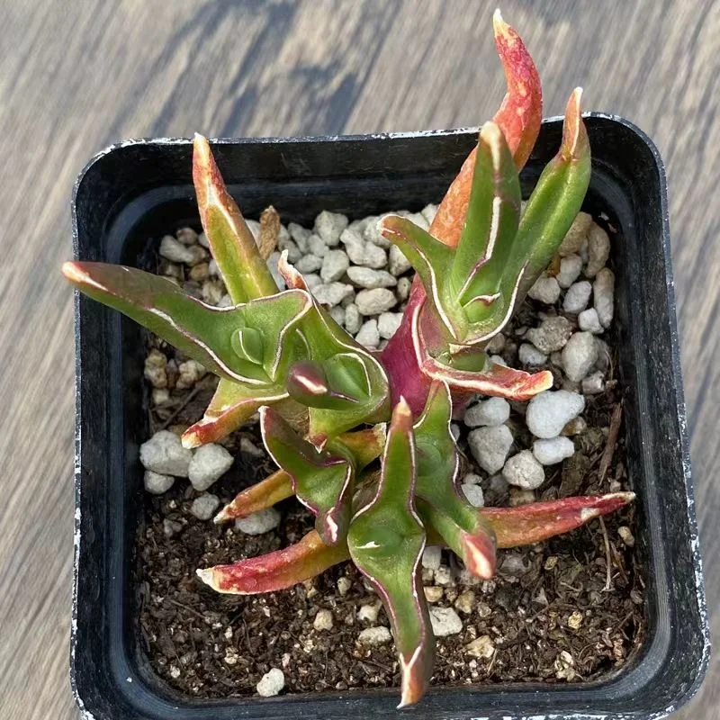 plant Aeonium Echeveria Haworthia  Caudex  Lithops Cactus  Agave 