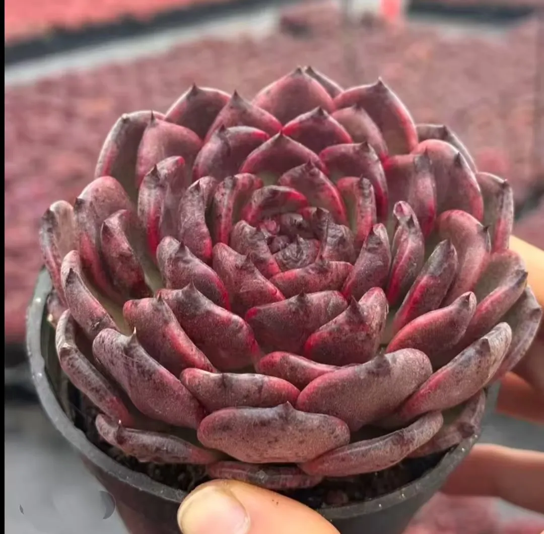 plant Aeonium Echeveria Haworthia  Caudex  Lithops Cactus  Agave 