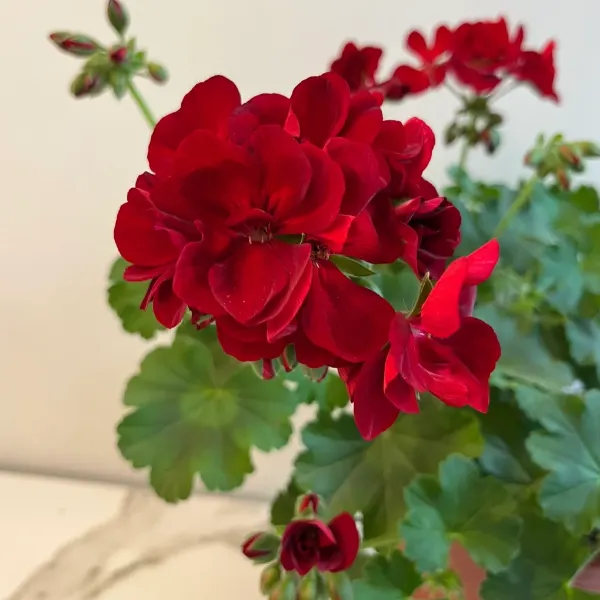 ✨Geranium – The Colorful and Cheerful Fairy of Your Balcony!