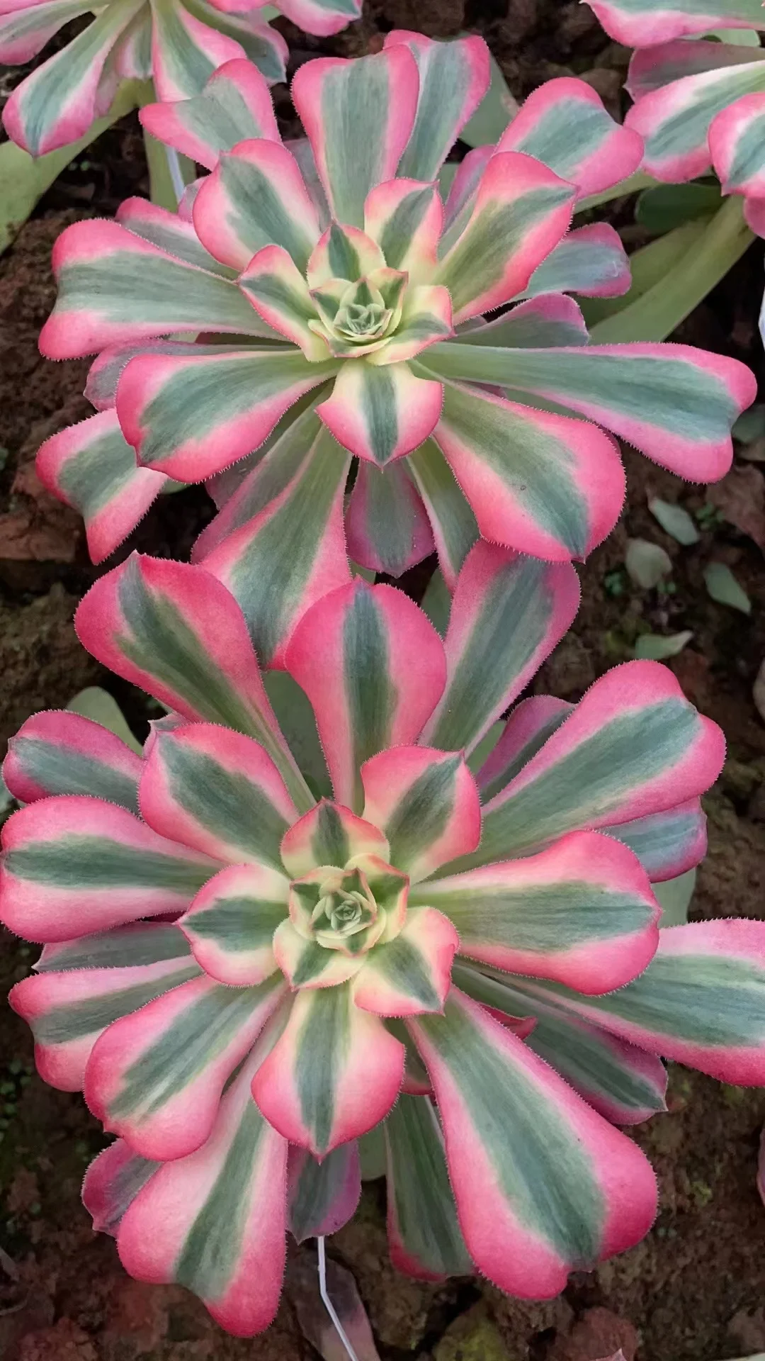 plant Aeonium Echeveria Haworthia  Caudex  Lithops Cactus  Agave 