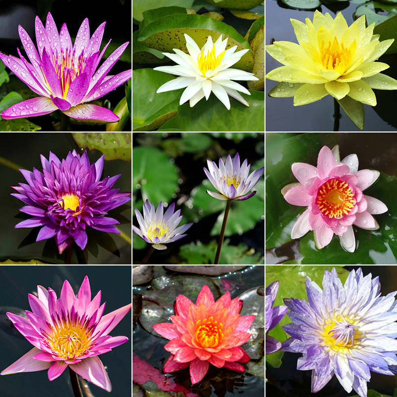 Hardy Water Lilys Jonyparkseed®