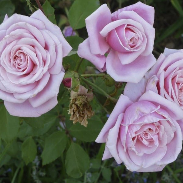 Light Purple Climbing Rose Seeds