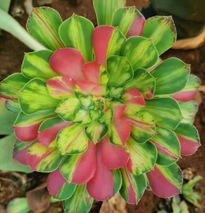 plant Aeonium Echeveria Haworthia  Caudex  Lithops Cactus  Agave 