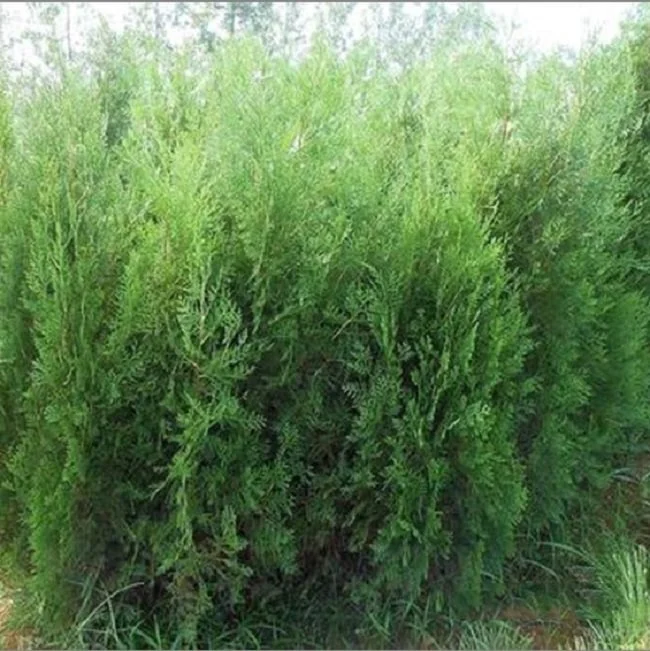 Arborvitae Seed, Great Garden Pants