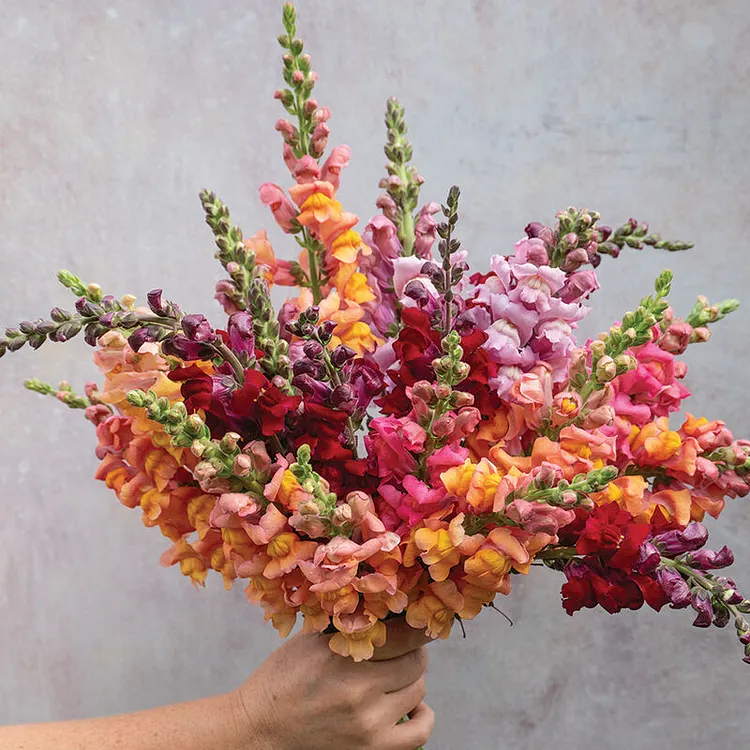 🌸 Snapdragons Flower That Spark Joy All Season Long! 🌸