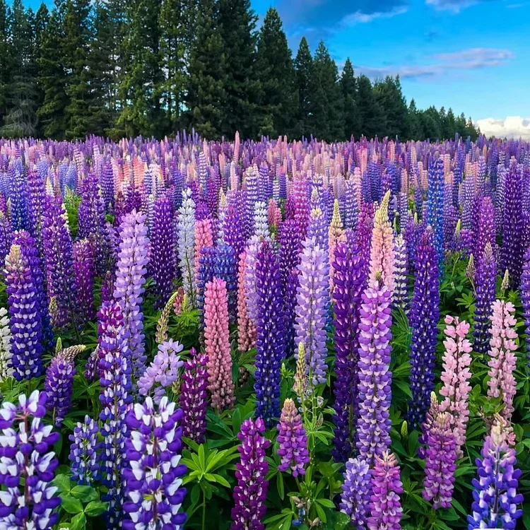 LUPINE FLOWER SEEDS