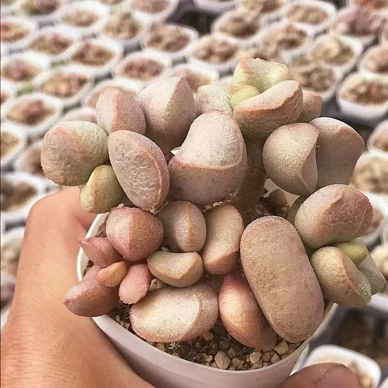 918. Diana Adromishus 3-4cm/Caudex/Succulent plants/Garden landscape / Carefully select healthy plants