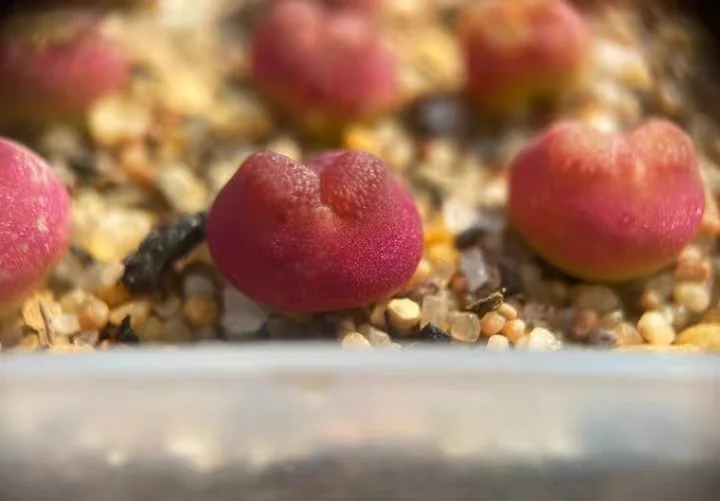 836. Acutum single head / Lithops and Conophytum  /  Succulent plants / Garden landscape / Carefully select healthy plants