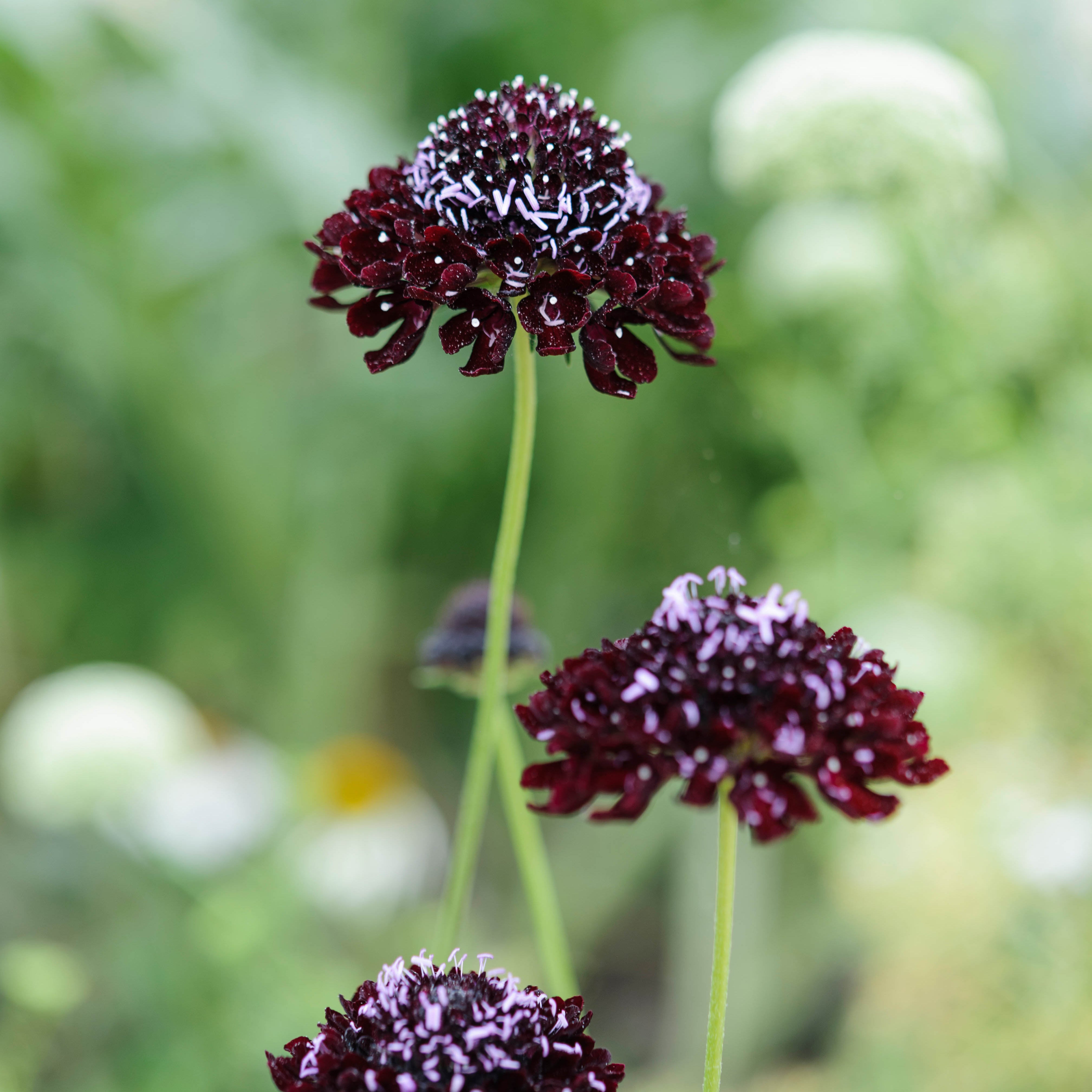 Scabiosa Black Knight Pincushion Flower | X 40 Seeds