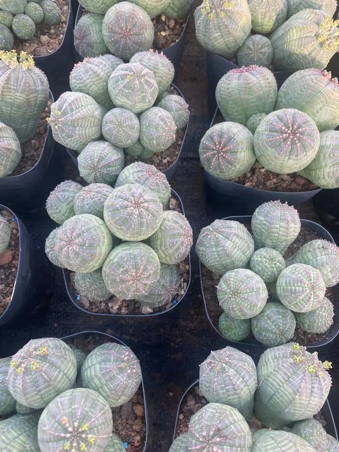 plant Aeonium Echeveria Haworthia  Caudex  Lithops Cactus  Agave 