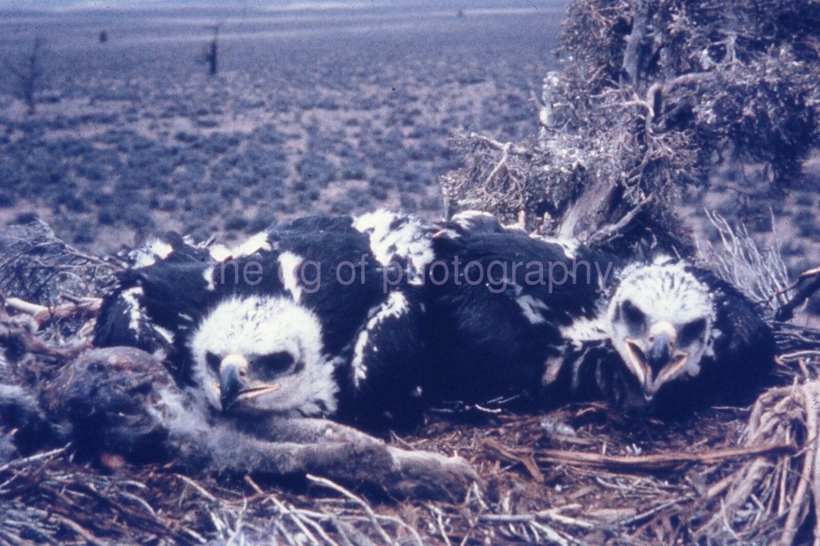 YOUNG EAGLES IN WEST 35mm FOUND BIRD SLIDE Vintage COLOR Photo Poster painting 15 T 11 M