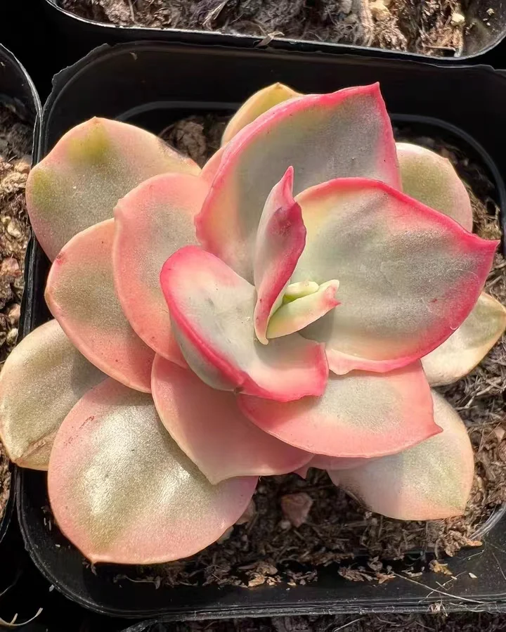 374. Suyon variegata  single head and cluster/ Echeveria / Succulent plants / Garden landscape / Carefully select healthy plants
