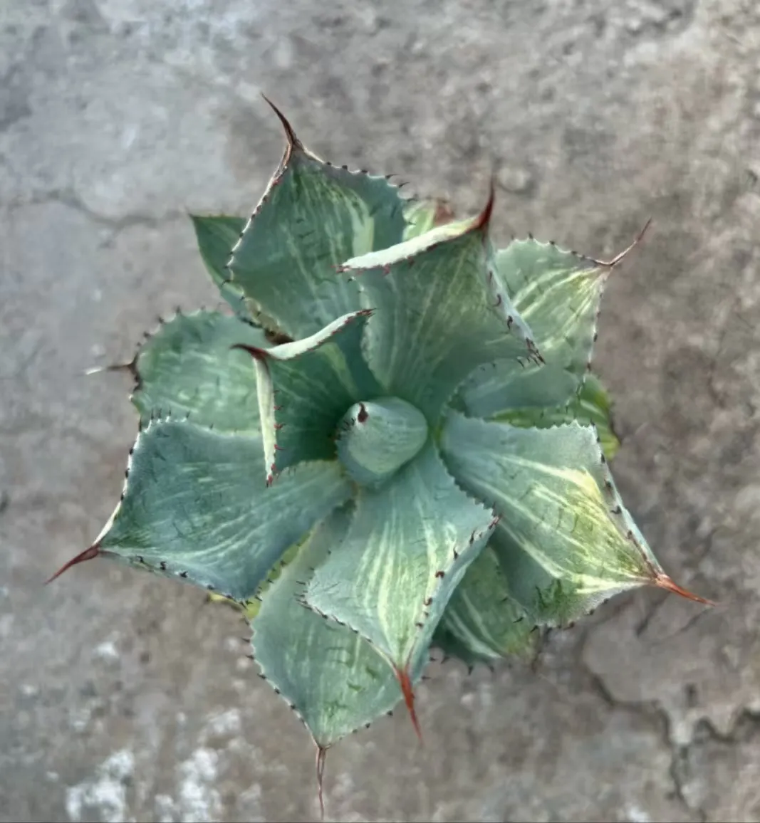 plant Aeonium Echeveria Haworthia  Caudex  Lithops Cactus  Agave 