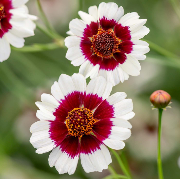 Coreopsis, Ruby Kiss Jonyparkseed®