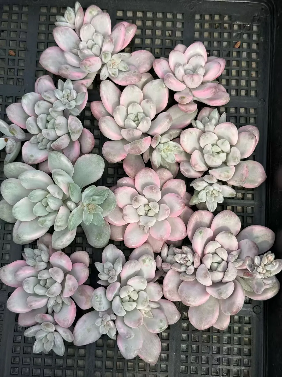 plant Aeonium Echeveria Haworthia  Caudex  Lithops Cactus  Agave 