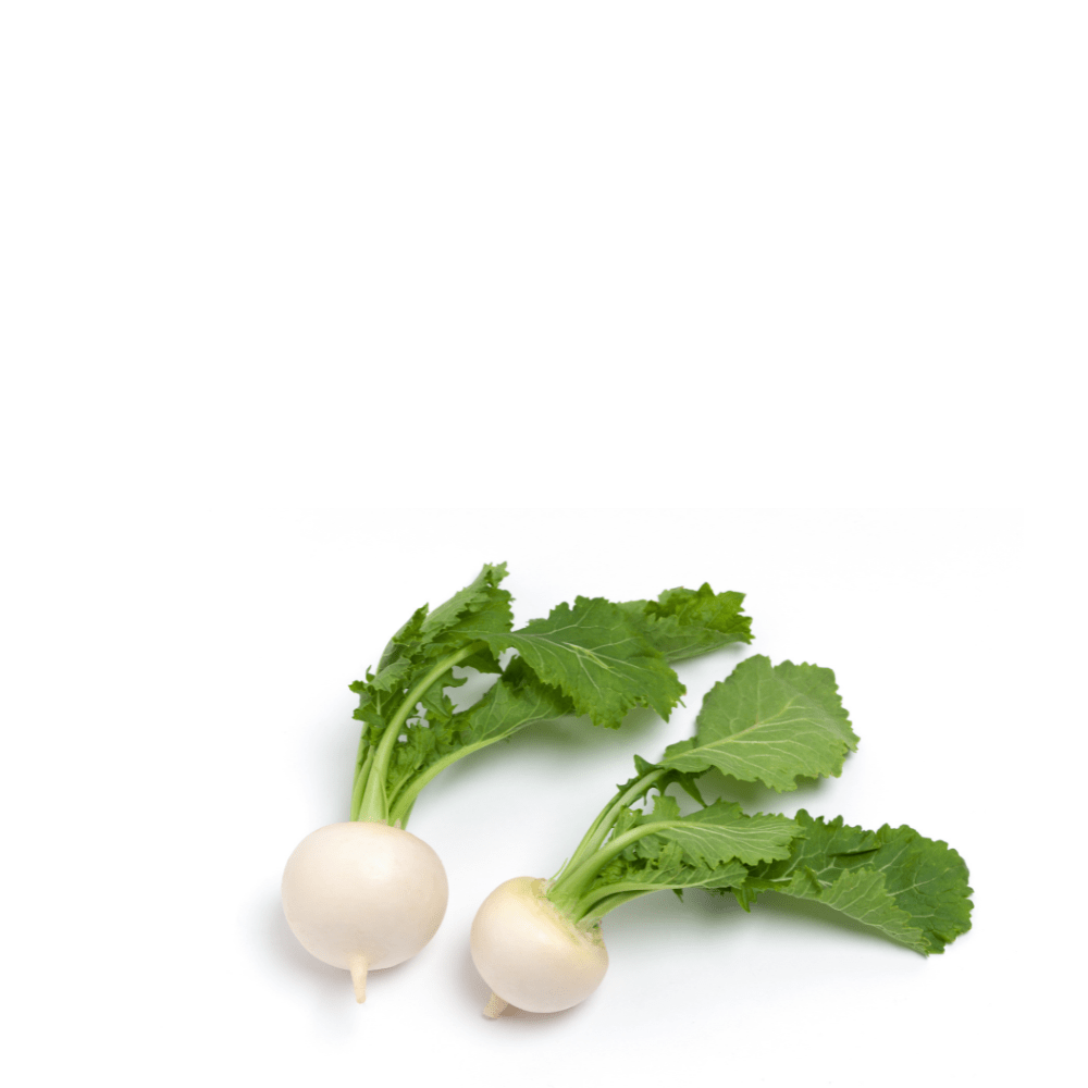 Heirloom Turnip Seeds ( Shaljam ) - Bola de Nieve