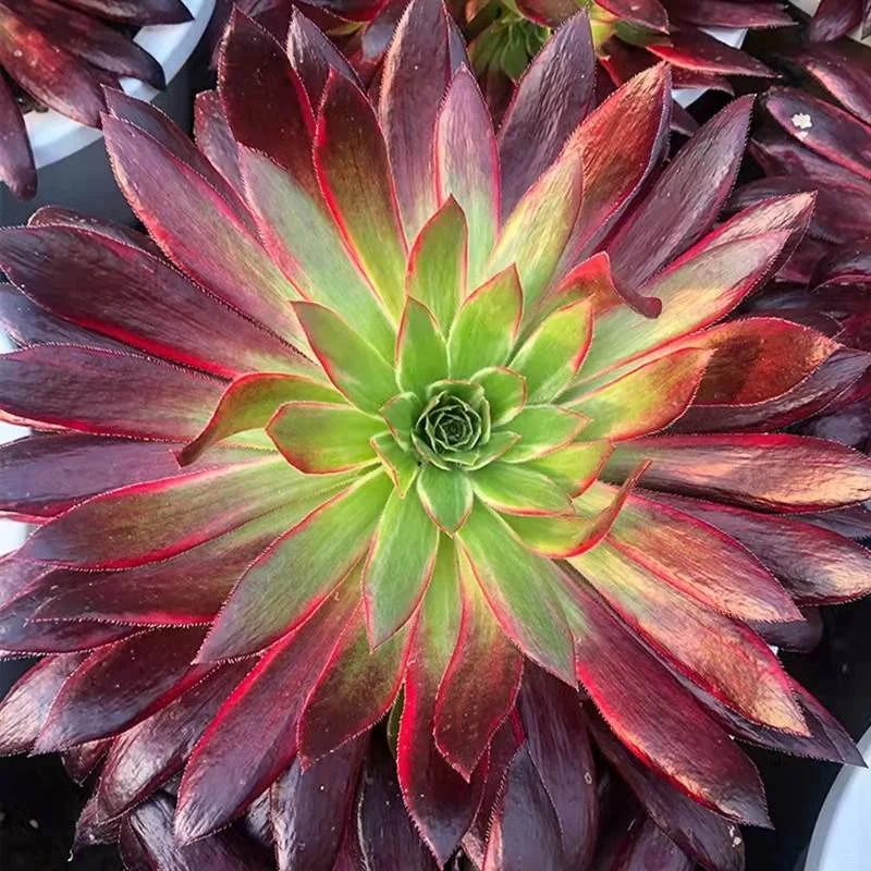 162.  Peacock brocade  single head and cutting / Aeonium plants / Garden landscape / Carefully select healthy plants