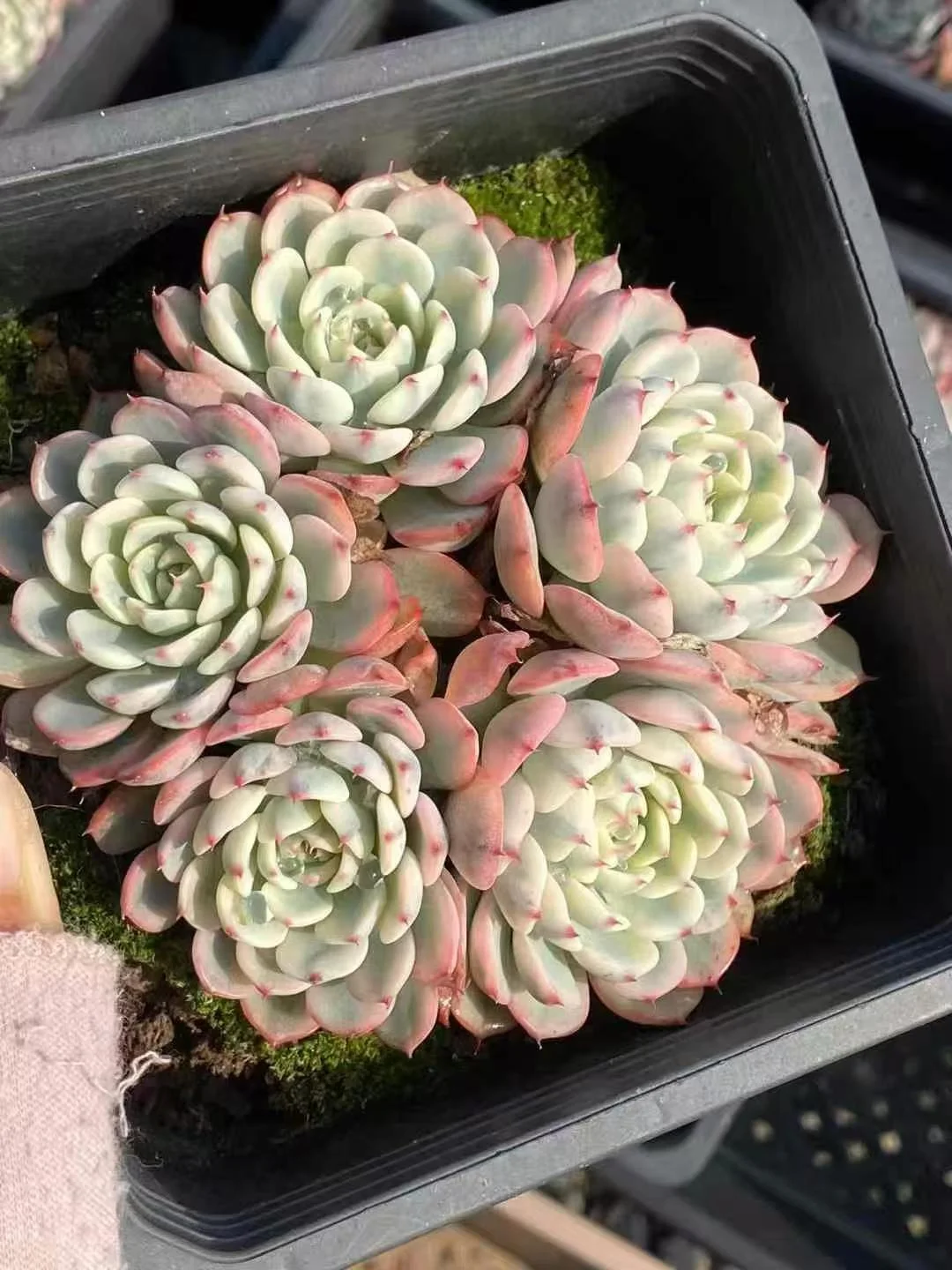 plant Aeonium Echeveria Haworthia  Caudex  Lithops Cactus  Agave 