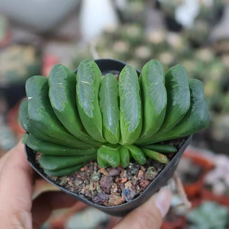 plant Aeonium Echeveria Haworthia  Caudex  Lithops Cactus  Agave 