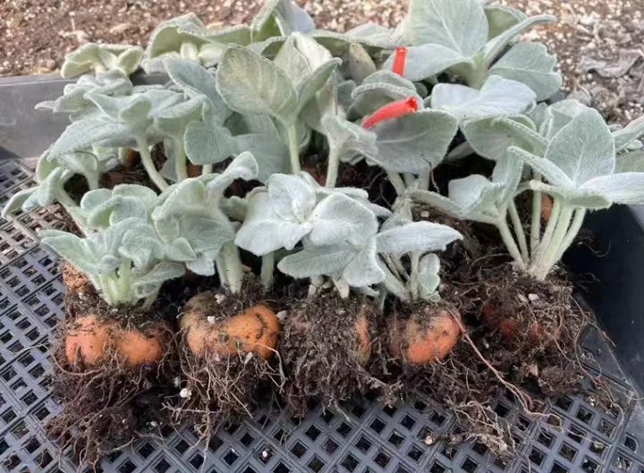 plant Aeonium Echeveria Haworthia  Caudex  Lithops Cactus  Agave 