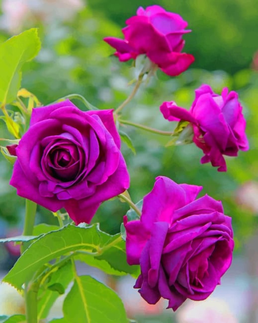 

Purple Roses – Paint By Numbers - 40*50CM, 501 Original