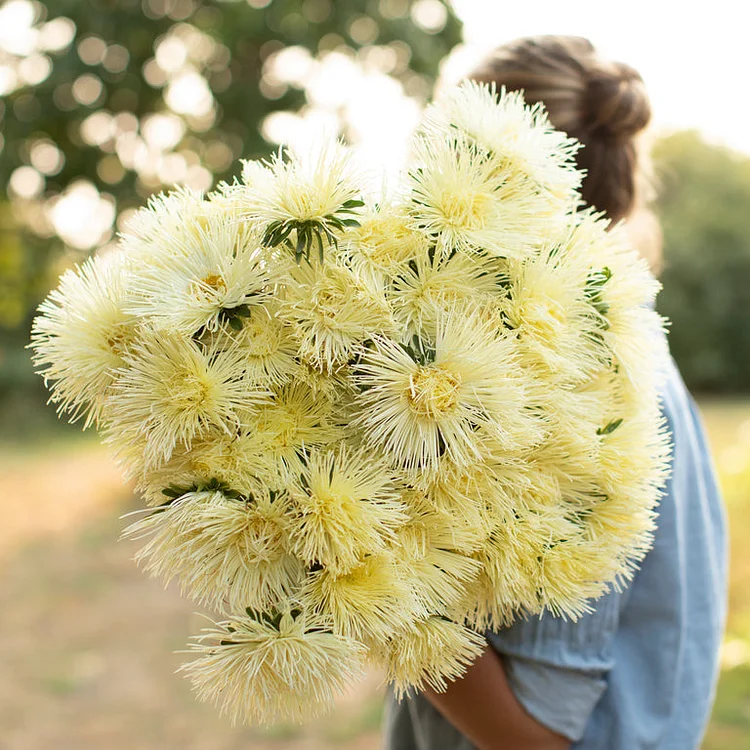 China Aster Valkyrie Yellow