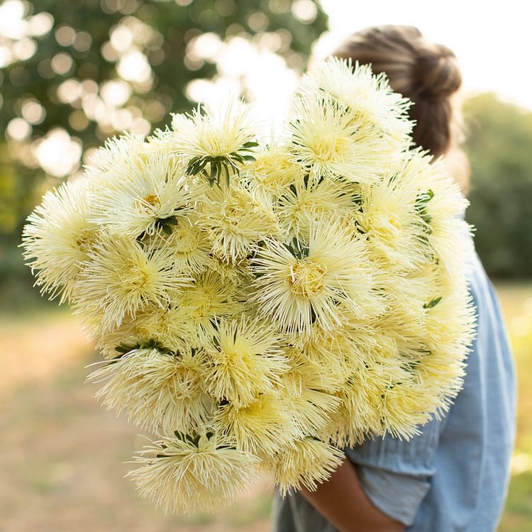 China Aster Valkyrie Yellow